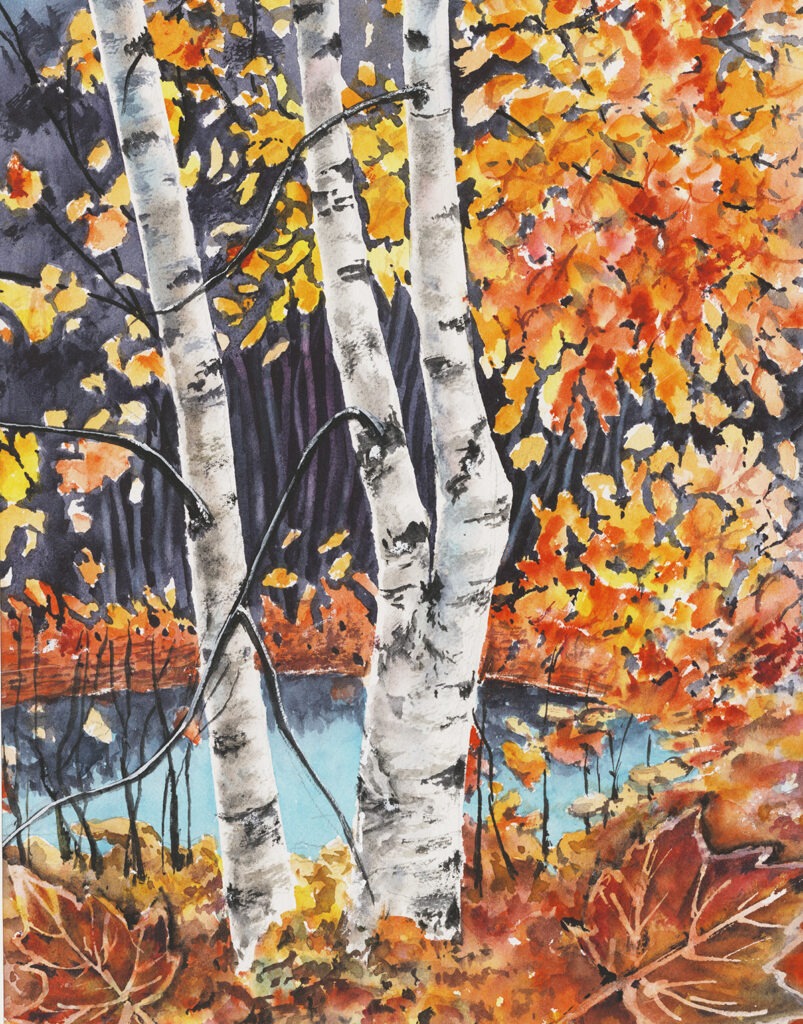 Birch Tress in Autumn