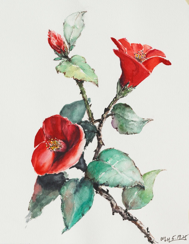 Red Flowers Camellias